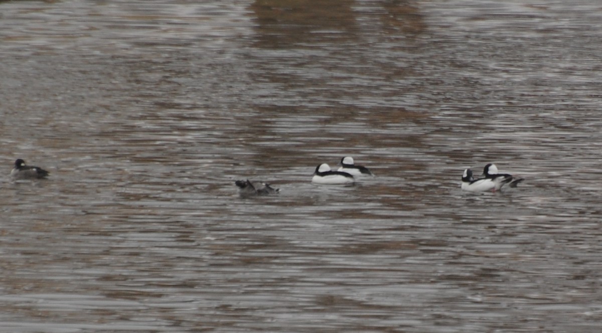 Bufflehead - ML646007052