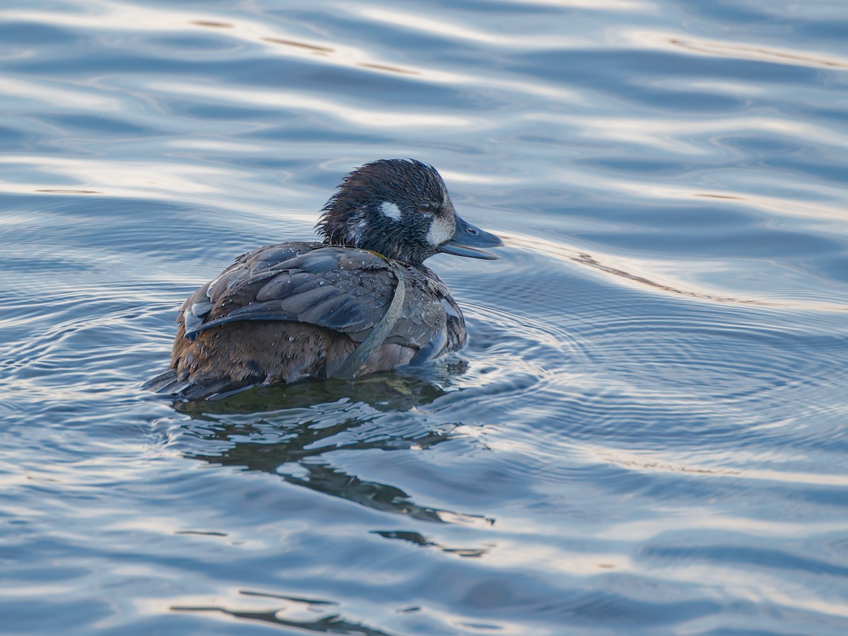 Moretta arlecchino - ML646007053