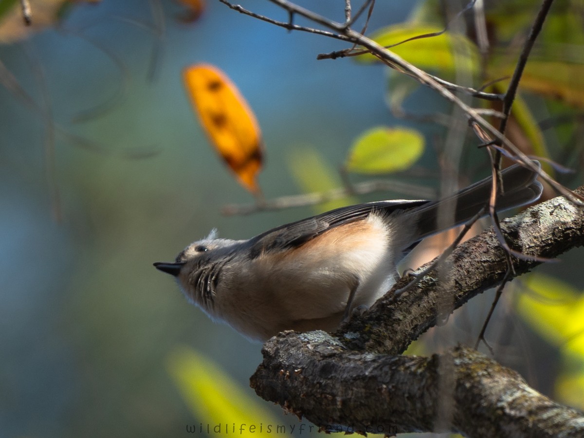 Tufted Titmouse - ML646007054