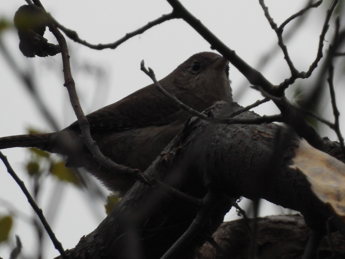Northern House Wren - ML646007068