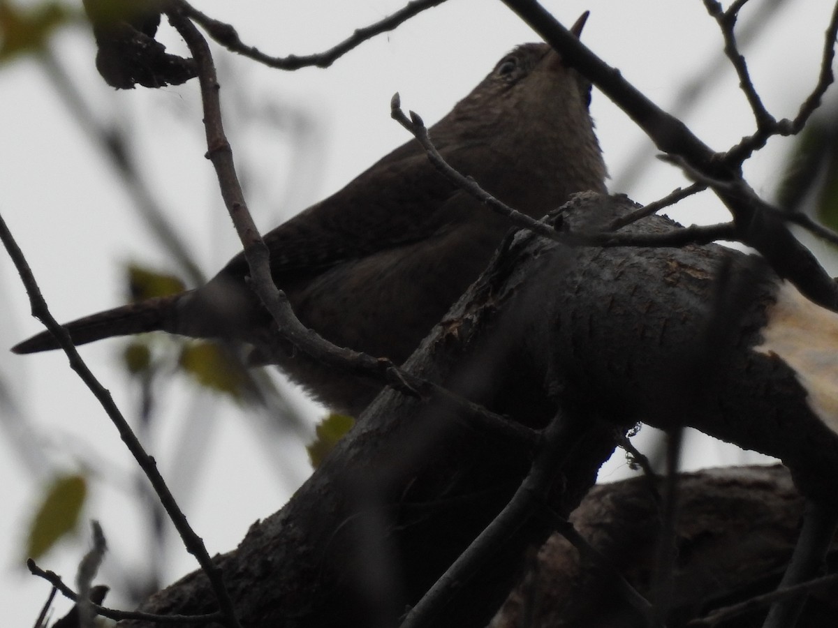 Northern House Wren - ML646007069