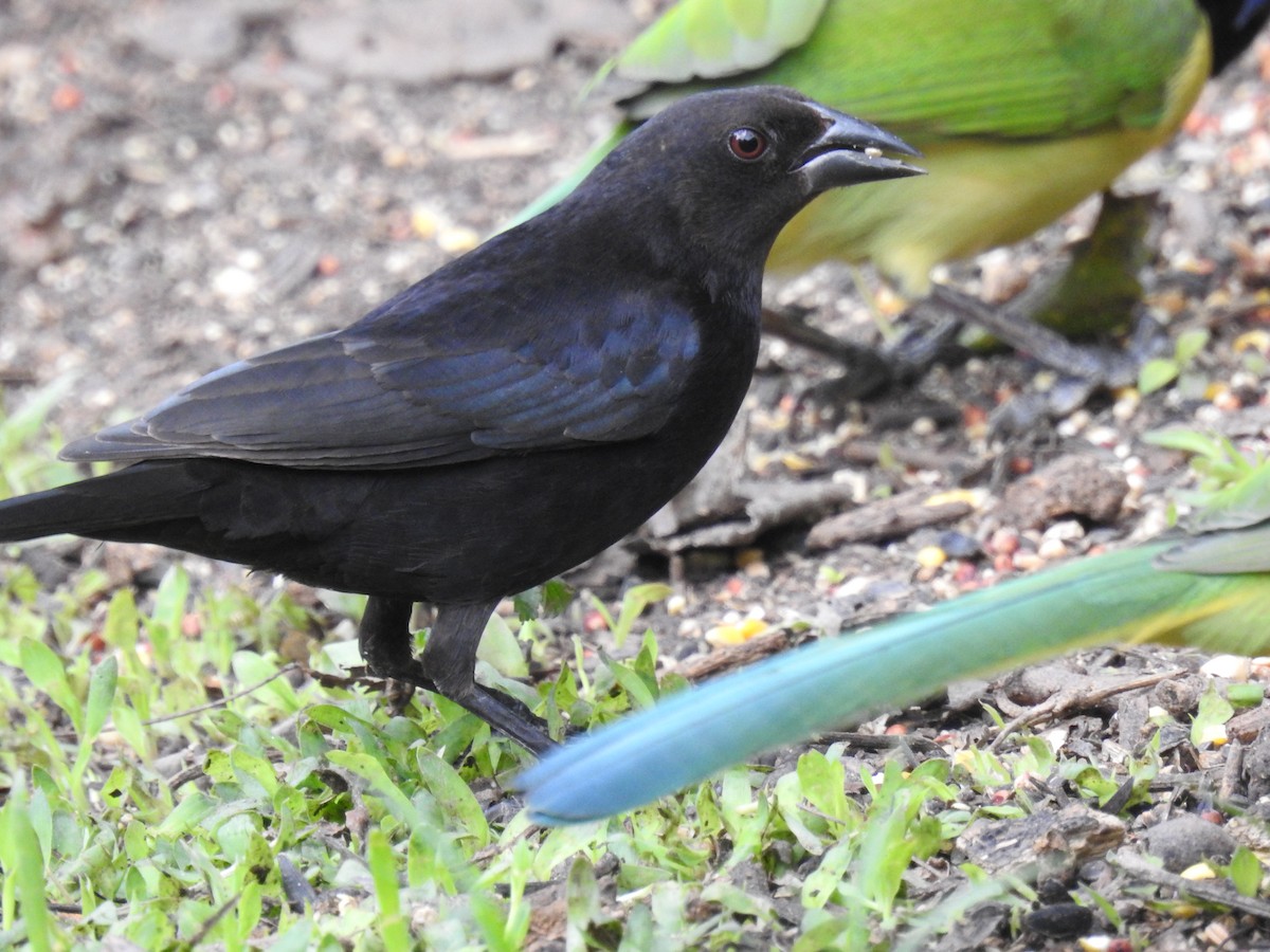 Красноглазый трупиал - ML646007077