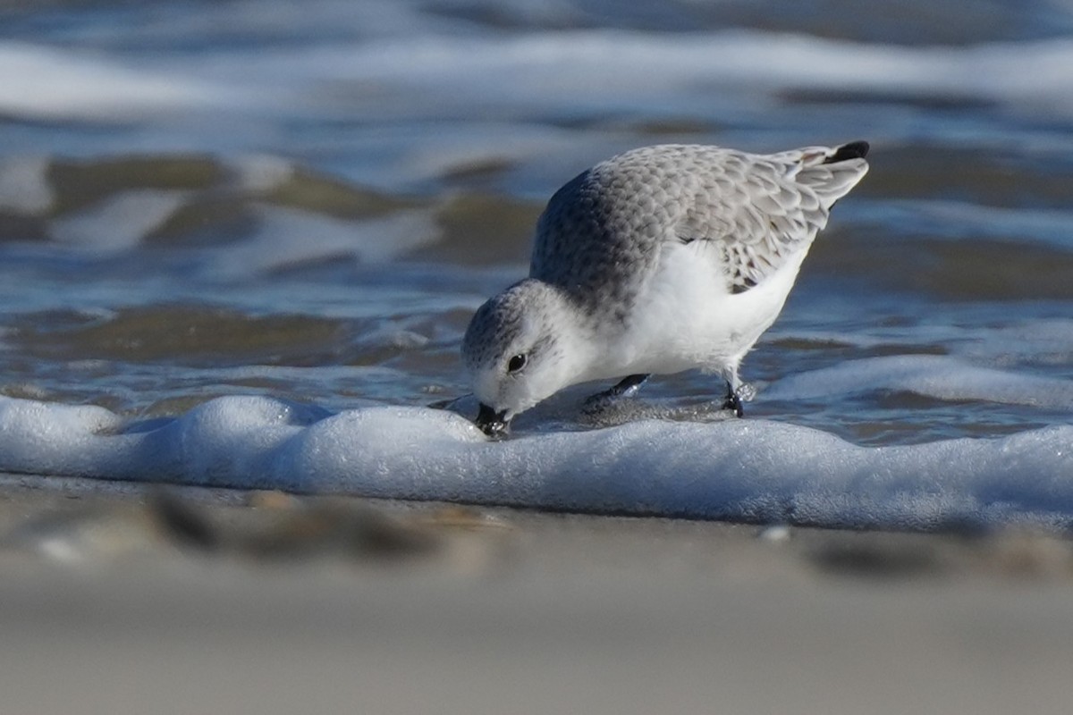 Txirri zuria - ML646007078