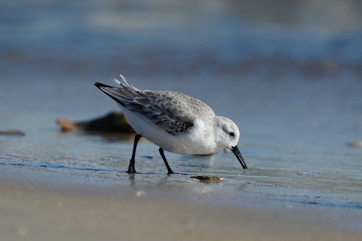 Txirri zuria - ML646007079