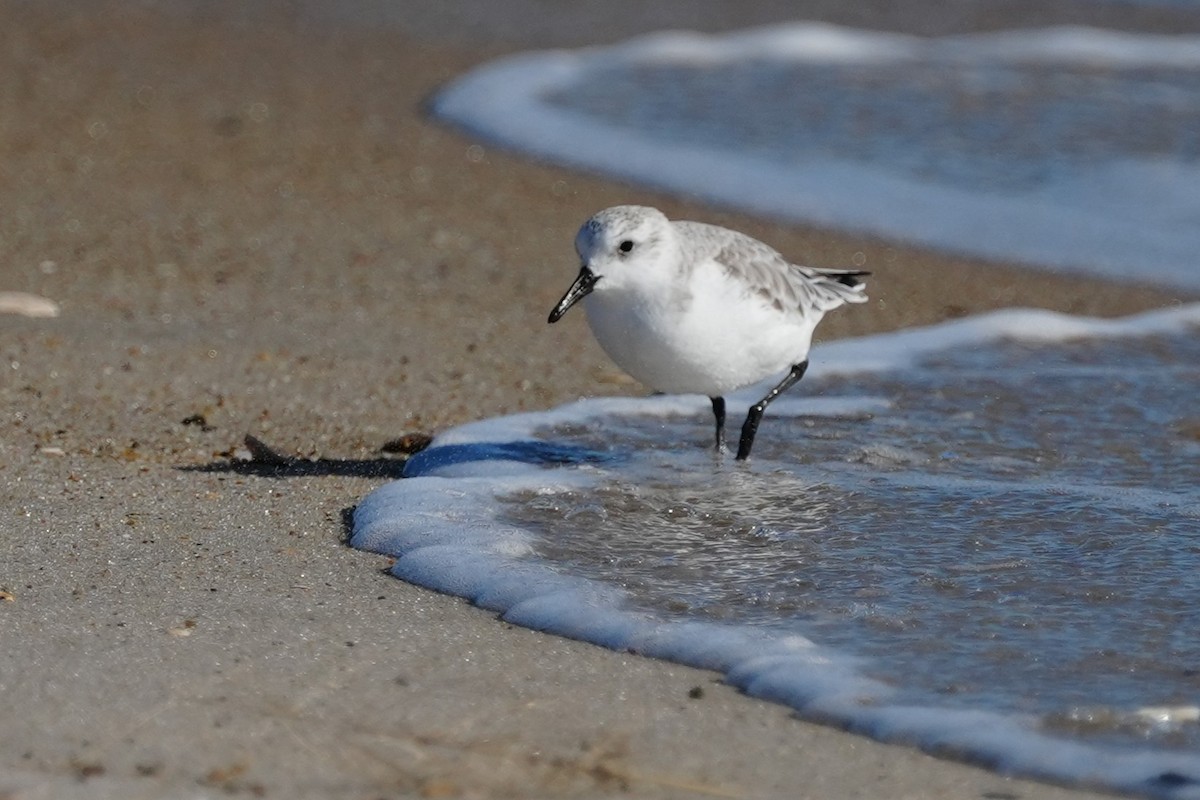 Txirri zuria - ML646007081