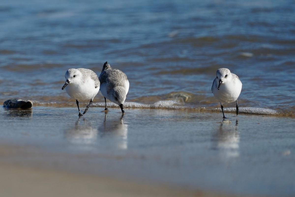 Txirri zuria - ML646007082