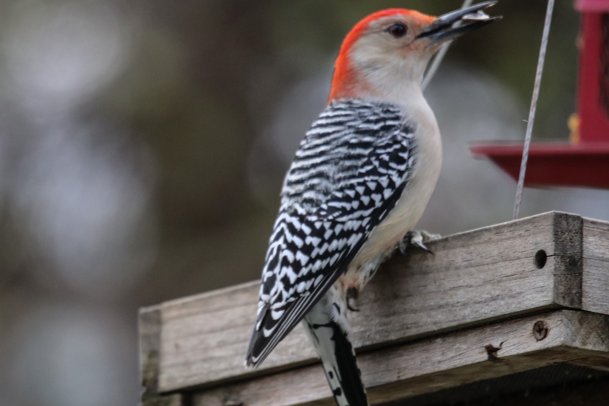 Red-bellied Woodpecker - ML646007094