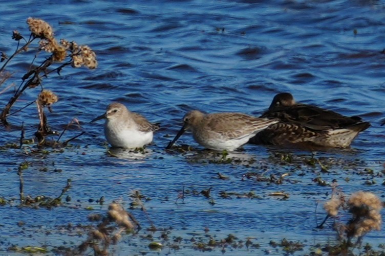 Dunlin - ML646007103