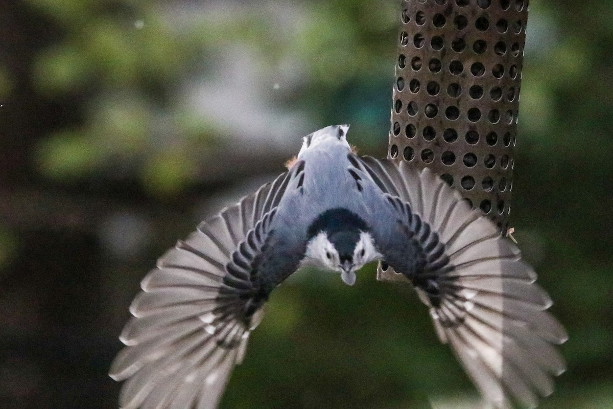 White-breasted Nuthatch (Eastern) - ML646007113
