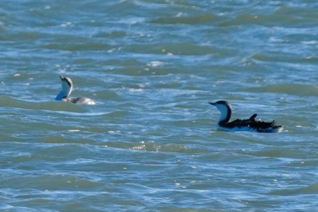 Red-throated Loon - ML646007115