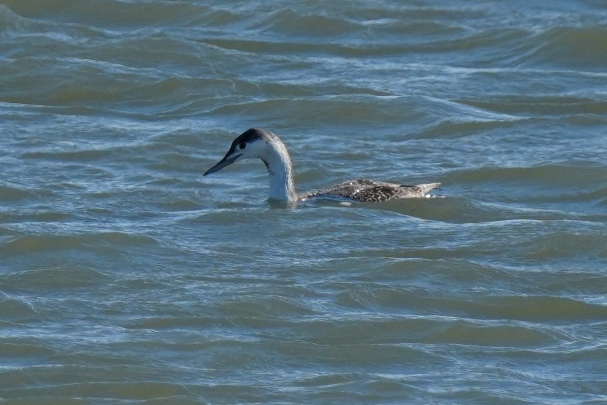 Red-throated Loon - ML646007116