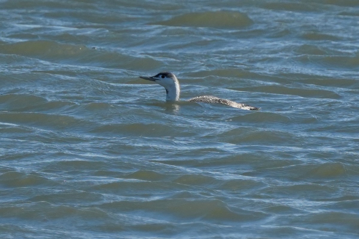 Red-throated Loon - ML646007117
