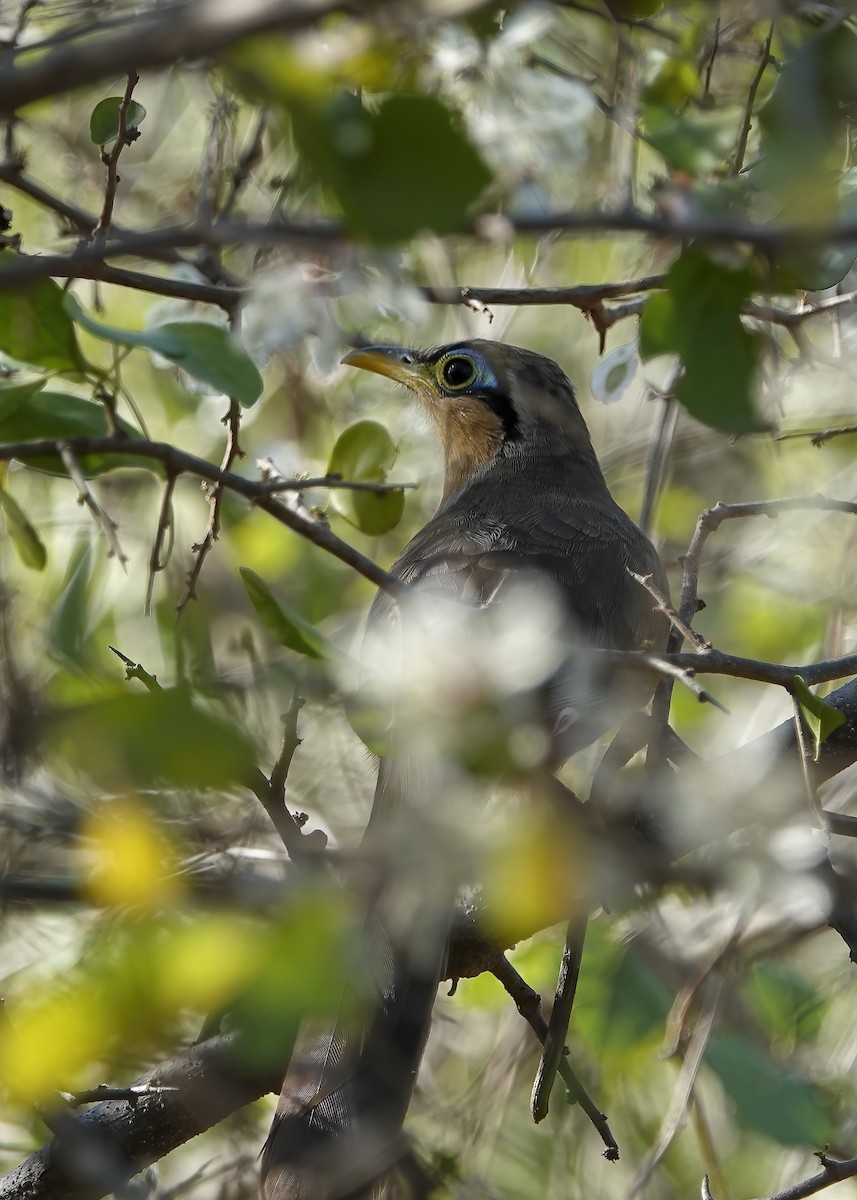 Lesser Ground-Cuckoo - ML646007126