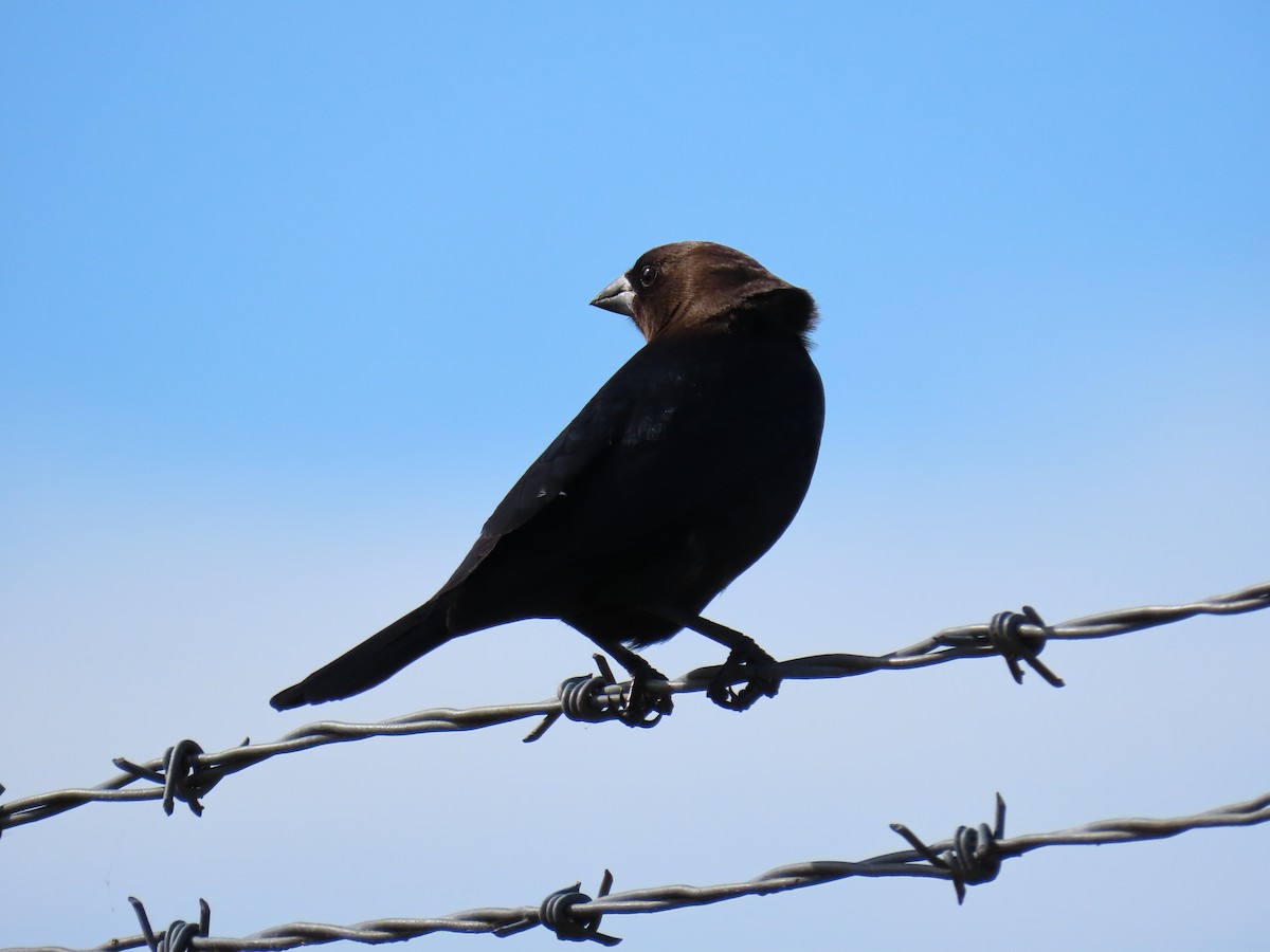 שחרורית חומת-ראש - ML646007128