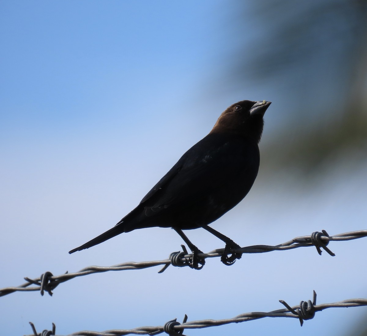 Brown-headed Cowbird - ML646007129