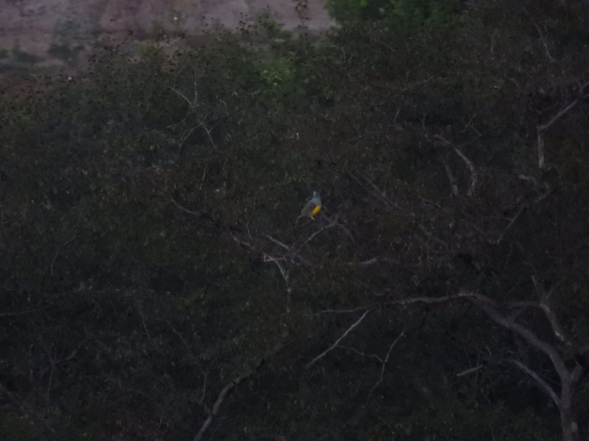 Bruce's Green-Pigeon - ML646007132