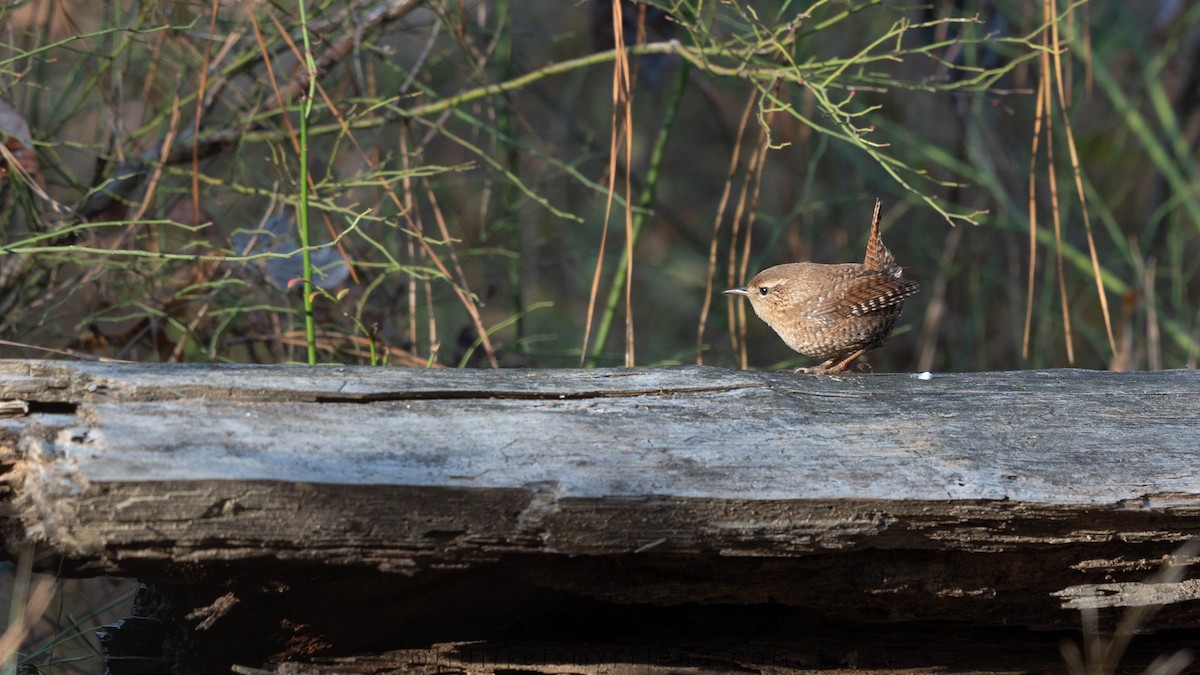 Winter Wren - ML646007134