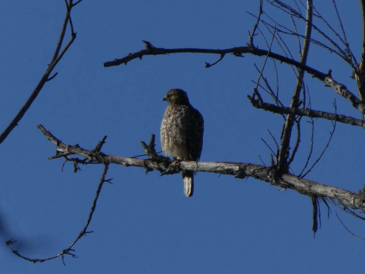 Red-shouldered Hawk - ML646007138