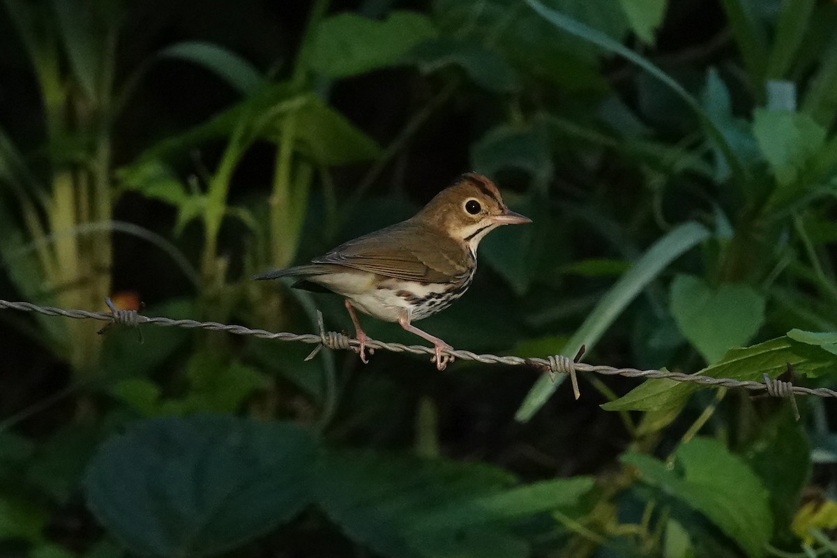 Ovenbird - ML646007163