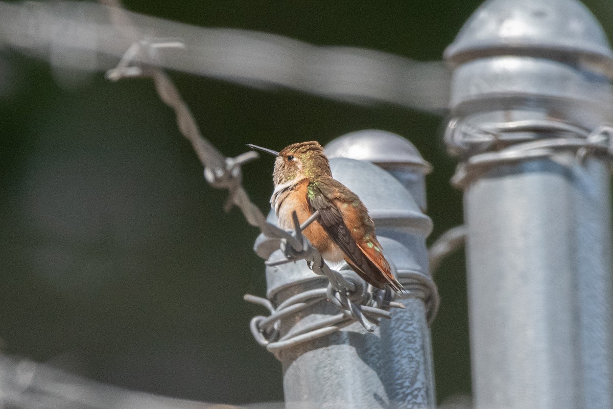 Rufous Hummingbird - ML646007164