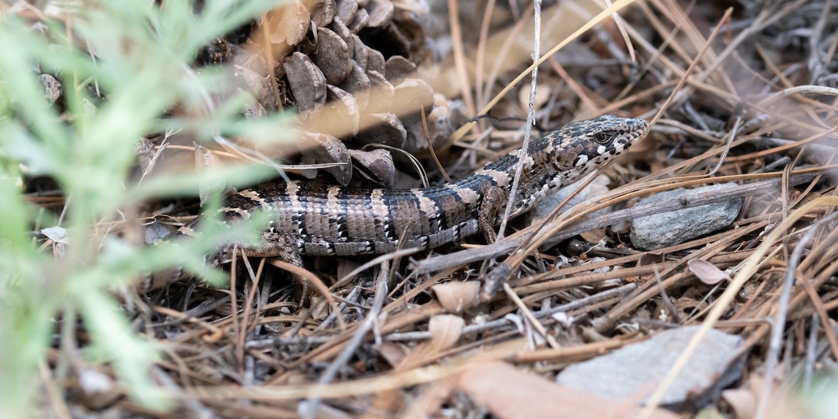 Madrean Alligator Lizard - ML646007166