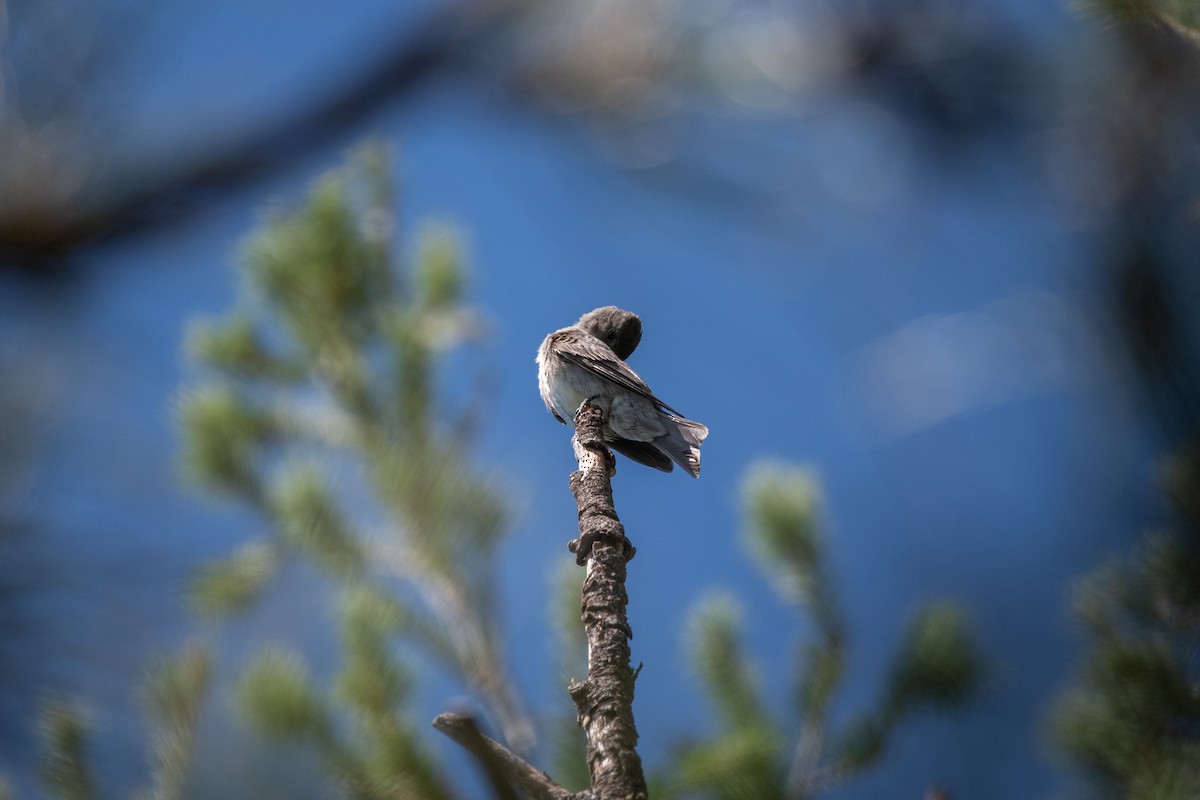 Blasskehl-Schnäppertyrann - ML646007173