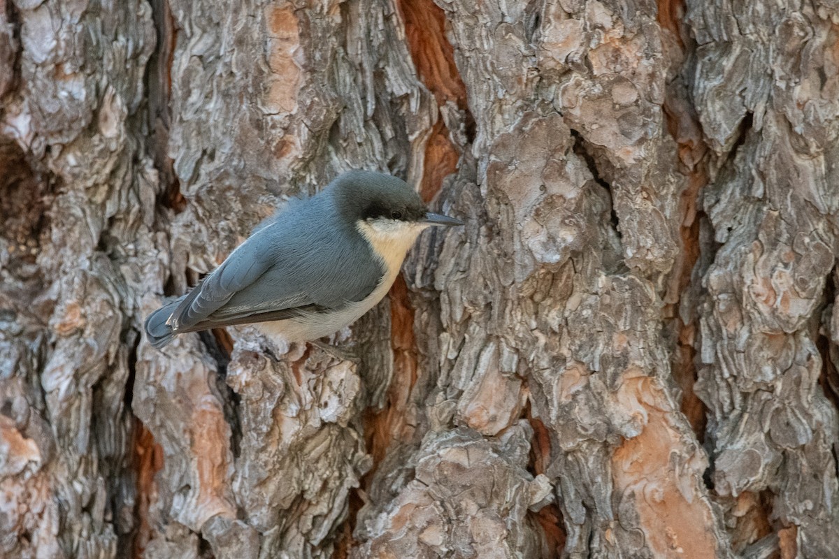 Pygmy Nuthatch - ML646007177