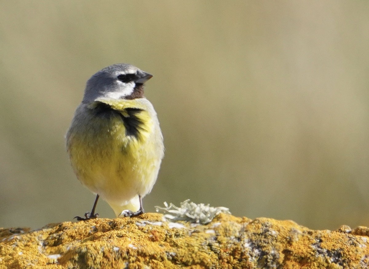 White-bridled Finch (Falkland) - ML646007189