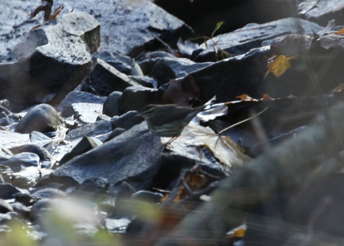 Northern Waterthrush - ML646007193
