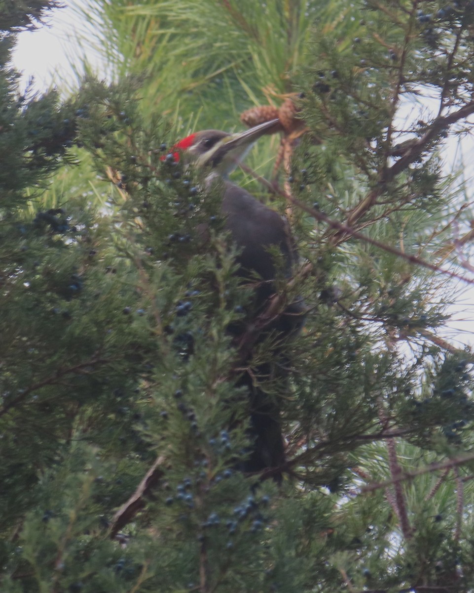 Pileated Woodpecker - ML646007198