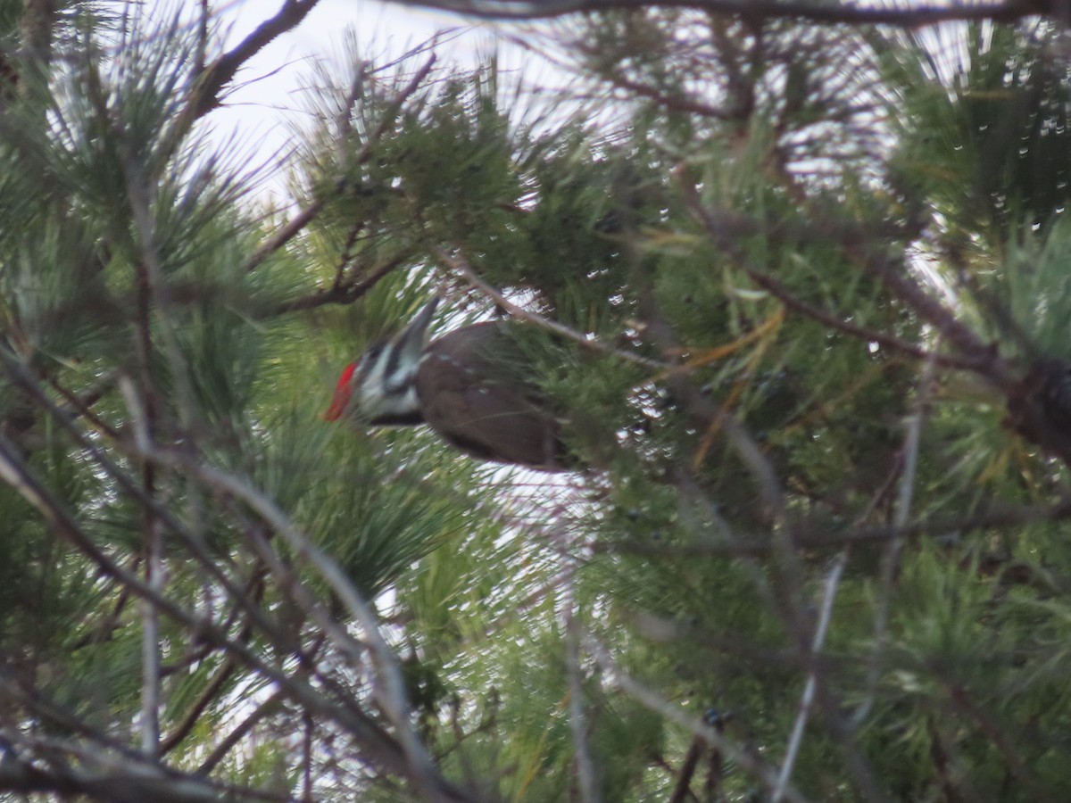 Pileated Woodpecker - ML646007199