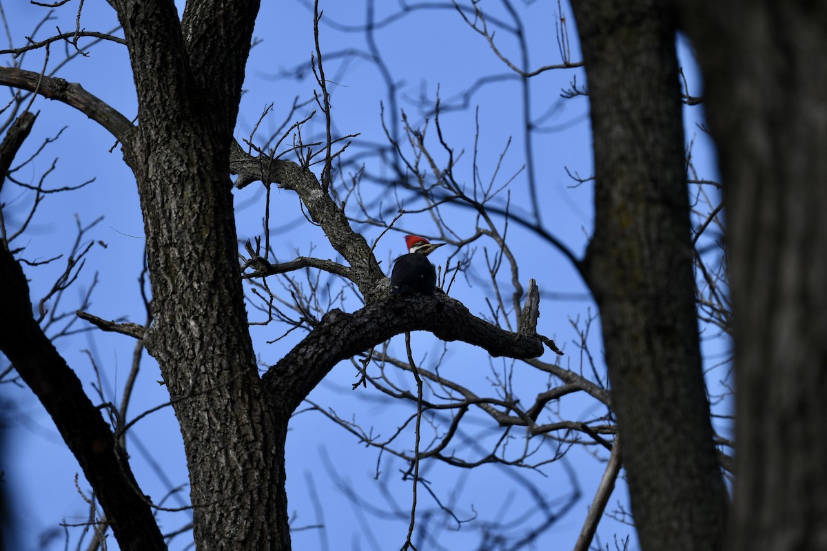 Жовна північна - ML646007203
