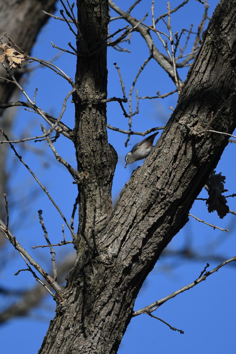 White-breasted Nuthatch - ML646007211