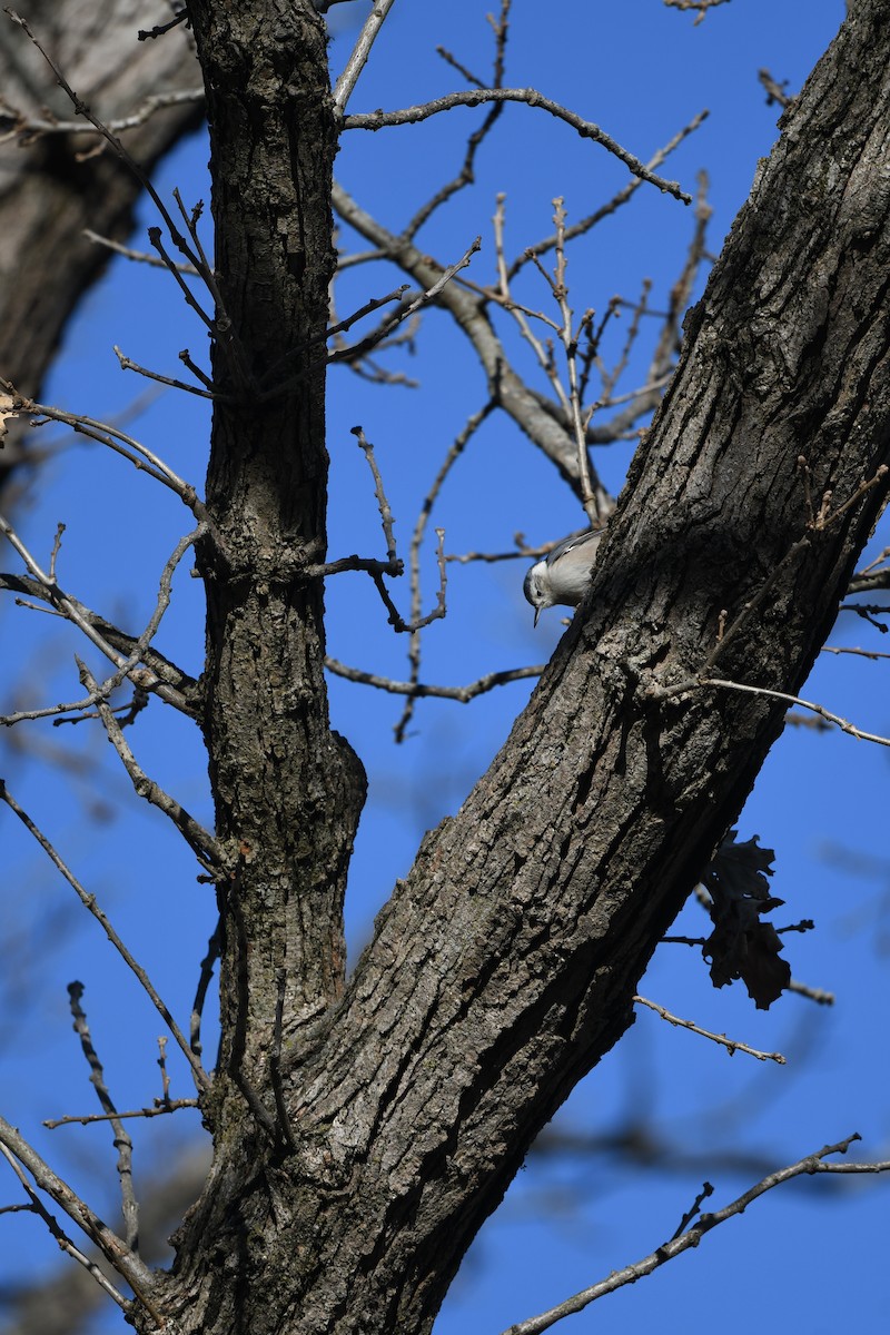 White-breasted Nuthatch - ML646007212
