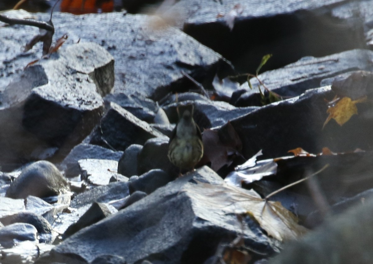 Northern Waterthrush - ML646007216