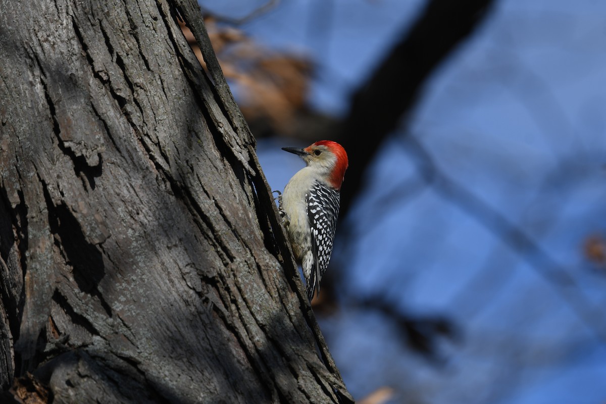 Red-bellied Woodpecker - ML646007217