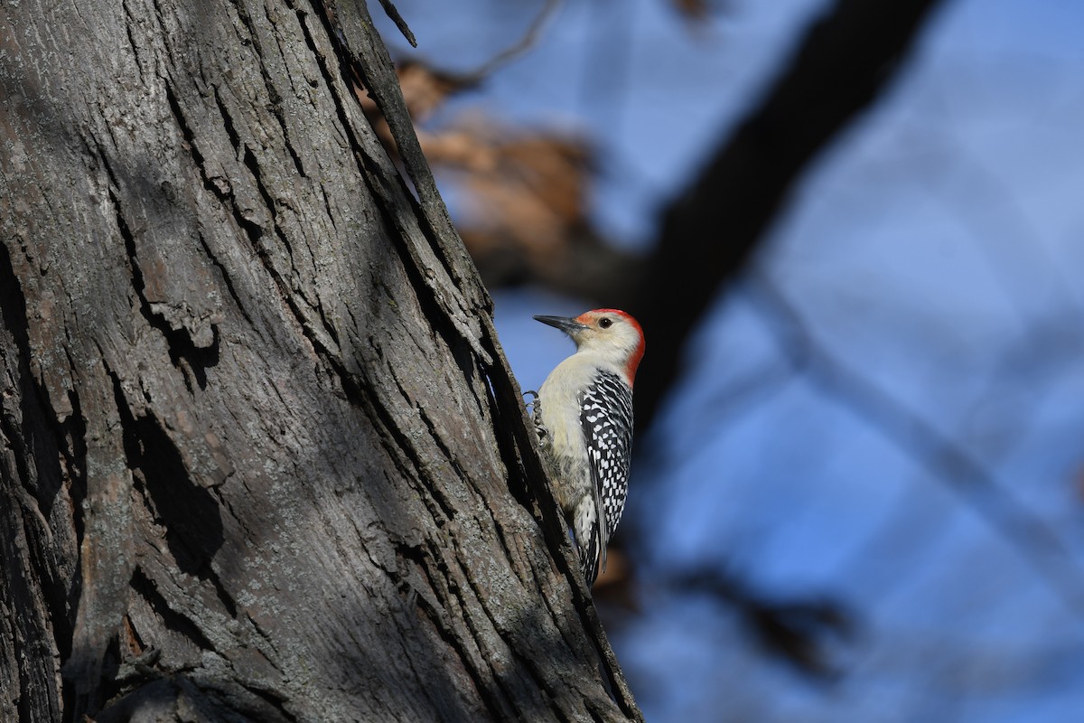 Red-bellied Woodpecker - ML646007219