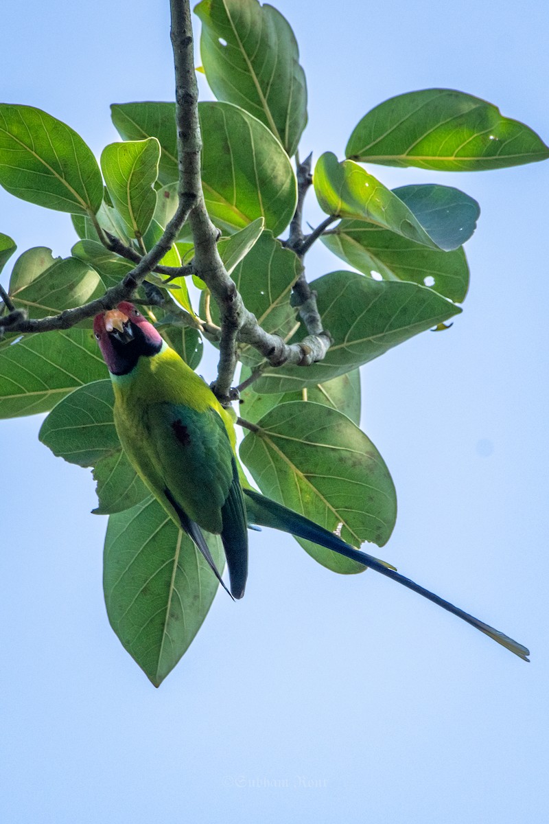 דררה שזיפית - ML646007222