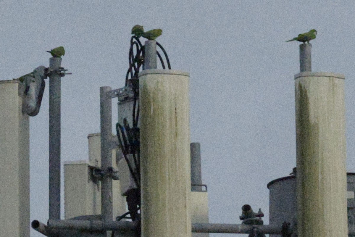 Mönchssittich - ML646007229