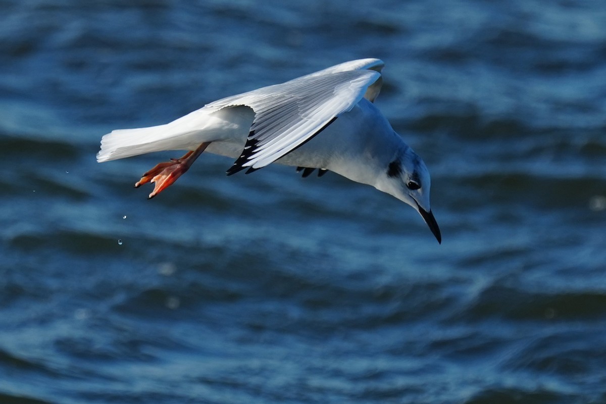 Bonaparte's Gull - ML646007230