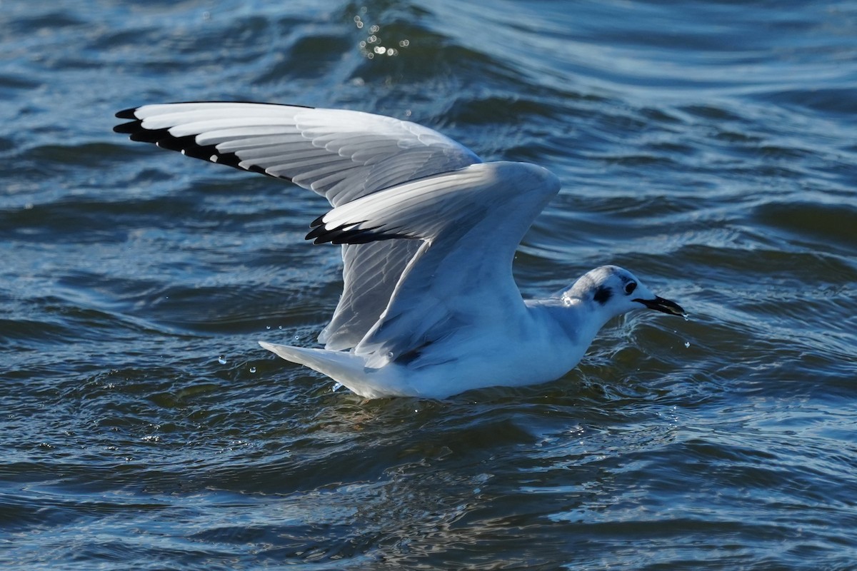 Bonaparte's Gull - ML646007231