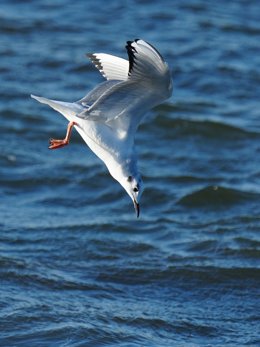 Bonaparte's Gull - ML646007232