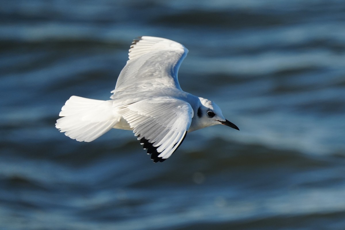 Bonaparte's Gull - ML646007233