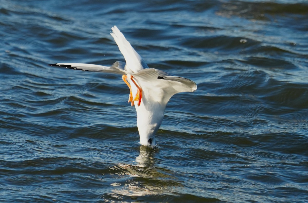 Bonaparte's Gull - ML646007234