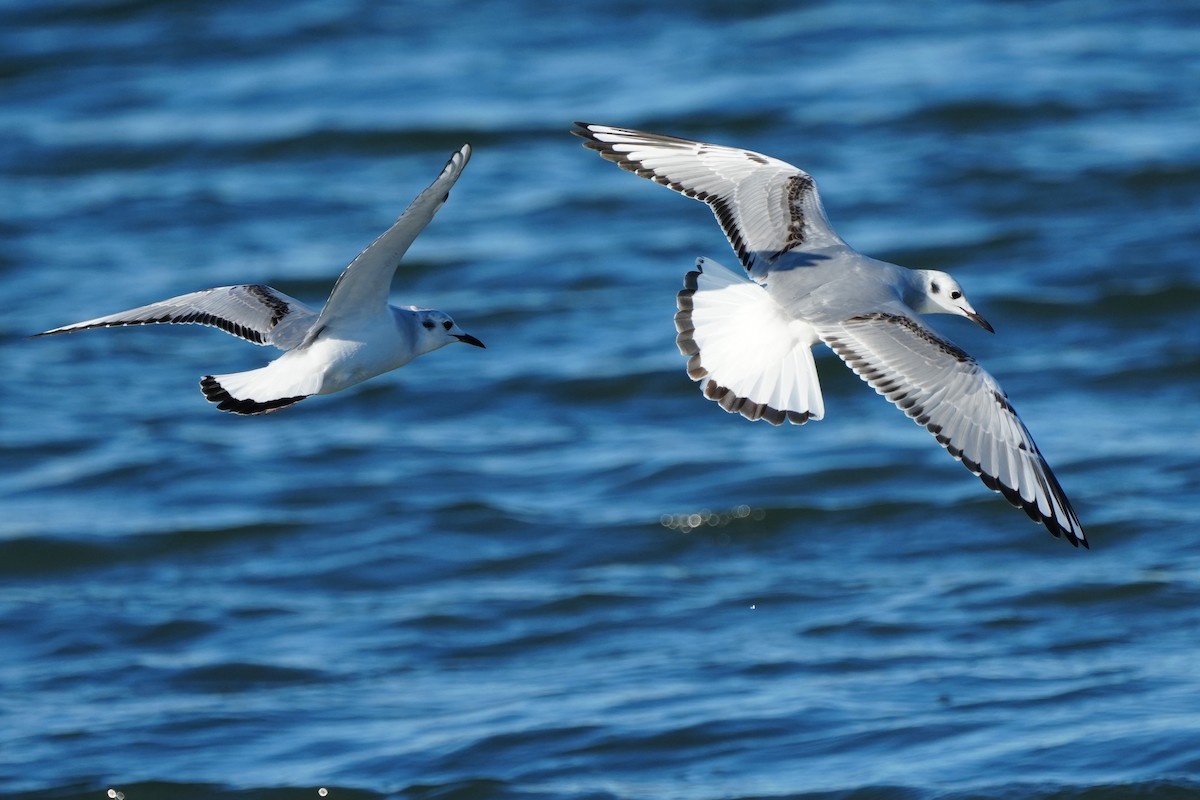 Bonaparte's Gull - ML646007235
