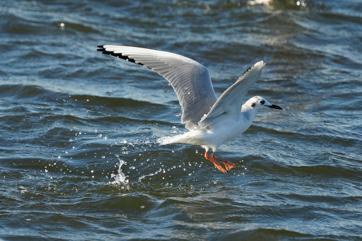 Bonaparte's Gull - ML646007236