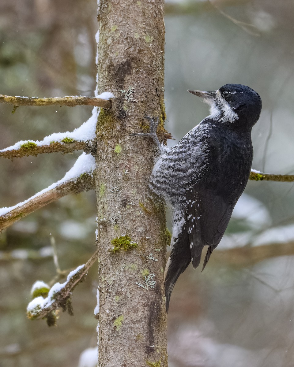 Black-backed Woodpecker - ML646007237