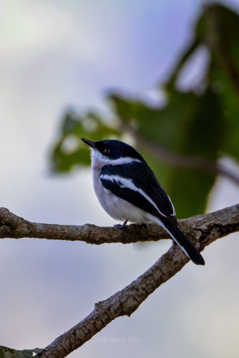 Bar-winged Flycatcher-shrike - ML646007238