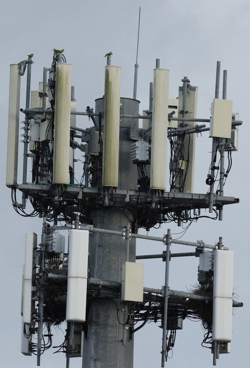 Mönchssittich - ML646007239