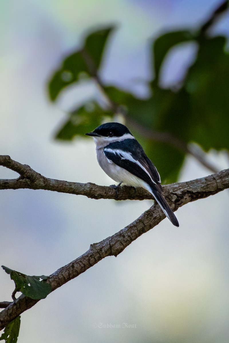 Bar-winged Flycatcher-shrike - ML646007240